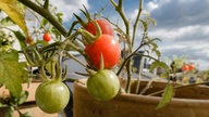 Klara liebt Tomaten. Sie hat eine Idee: Vielleicht kann sie selbst Tomaten anpflanzen?