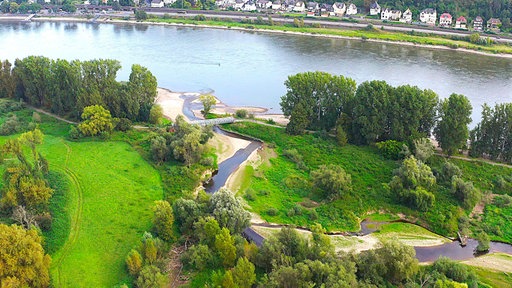 Neues Leben nach der Ahrflut: Die Rückkehr der Natur