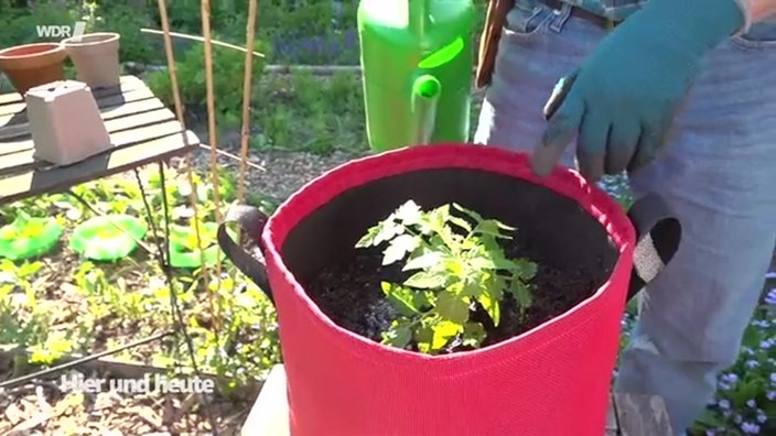 Wildtomatenpflanze in Topf