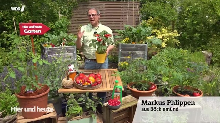Tomaten selbst anbauen