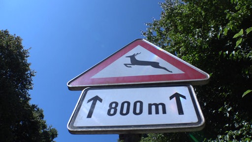Richtiges Verhalten bei Wildunfällen