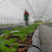 Streit um Mindestlohn für Saisonarbeitende in der Landwirtschaft