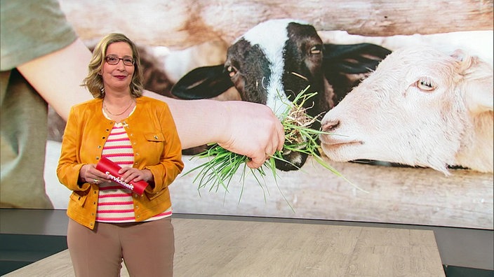 Moderatorin Yvonne Willicks