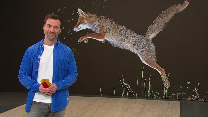 Daniel Aßmann und im Hintergrund ein Bild von einem Fuchs