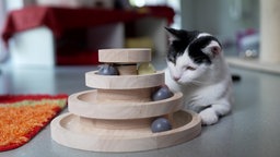 Das Bild zeigt eine Katze mit ihrem Holzturmspielzeug.