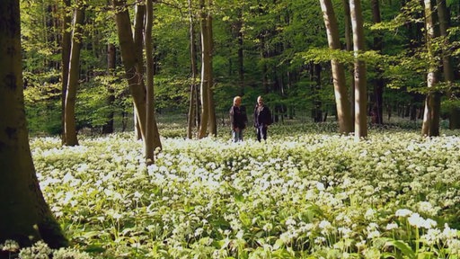 Zwei Menschen stehen im Wald