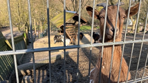 Ziege im neuen Tierpark