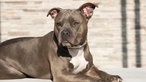 American Pit Bull Terrier