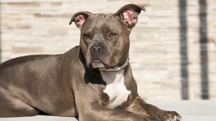 American Pit Bull Terrier
