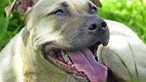 American Stafordshire Terrier