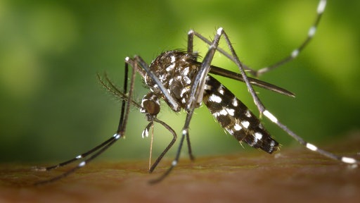 Asiatische Tigermücke