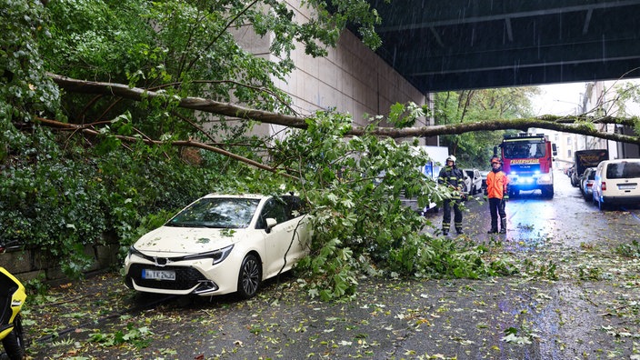 Ein entwurzelter Baum auf einem Taxi