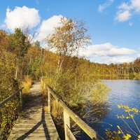 ein Bohlenweg durchs Moor im Herbst mit Blick auf einen kleinen See