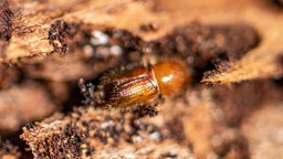 Ein Borkenkäfer auf einer Baumrinde im Bayerischen Wald