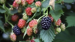 Brombeeren