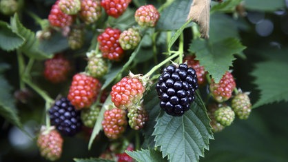 Brombeeren