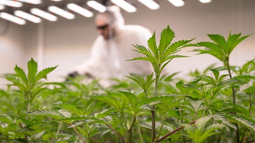 Ein Mitarbeiter eines Cannabis-Clubs beim legalen Anbau der Pflanze