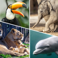 Collage mit Tieren: Löwe, Delfin, Elephant, Toucan