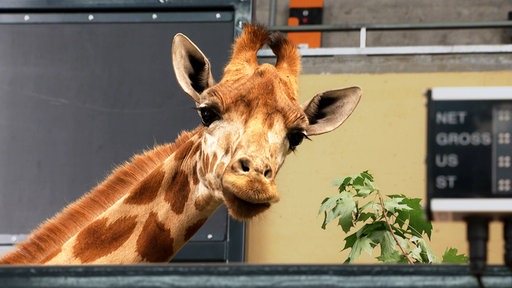 Giraffe zieht vom Dortmunder Zoo nach Köln