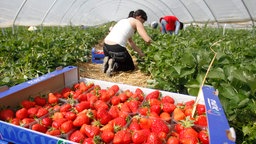 Erntehelfer pfluecken Erdbeeren