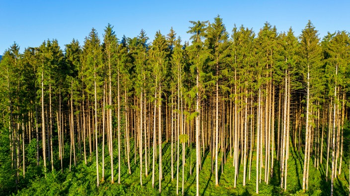 Drohnenaufnahme vom Fichtenwald bei Bad Heilbrunn