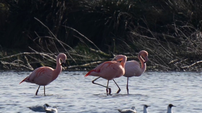 Drei Flamingos stehen im Wasser