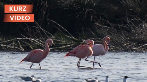 Flamingo-Kolonie im Zwillbrocker Venn | Video | tn