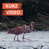 Flamingo-Kolonie im Zwillbrocker Venn | Video | tn