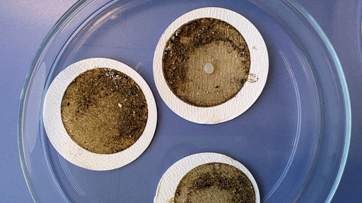 Mikroplastik auf Filterblättchen