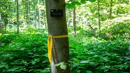 Gelbes Band und Namensplakette an einem Baum