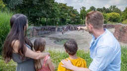 Eine vierköpfige Familie steht vor einem Giraffengehege und beobachtet die Tiere 