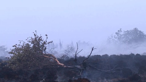Ein verbrannter Baum liegt auf dem Moor
