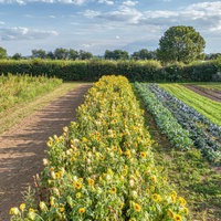 Gemüse- und Sonnenblumenfelder