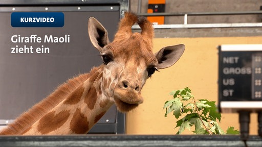 Giraffen-Dame Maoli ist aus Dortmund nach Köln gezogen