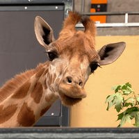 Giraffen-Dame Maoli ist aus Dortmund nach Köln gezogen