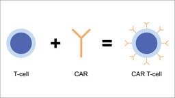 Grafik zur Entstehung einer CAR-T-Zelle