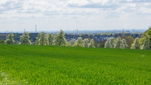 Blick über ein grünes Getreidefeld auf eine Reihe blühender Bäume in Leichlingen