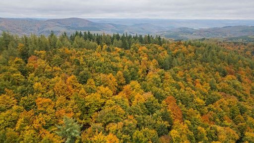 Farbenfrohes Naturspiel im Wald 