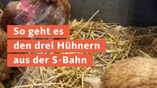 Hühner sitzen in einer S-Bahn und Text: So geht es den Hühnern aus der S-Bahn
