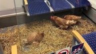 Drei Hühner auf dem Boden einer S-Bahn