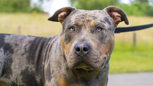 Amerikanischer Bully steht auf Wiese
