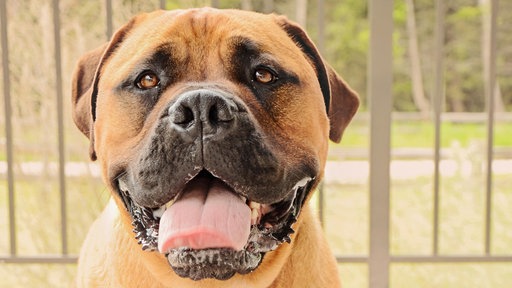 Ein Bullmastiff blickt in die Kamera