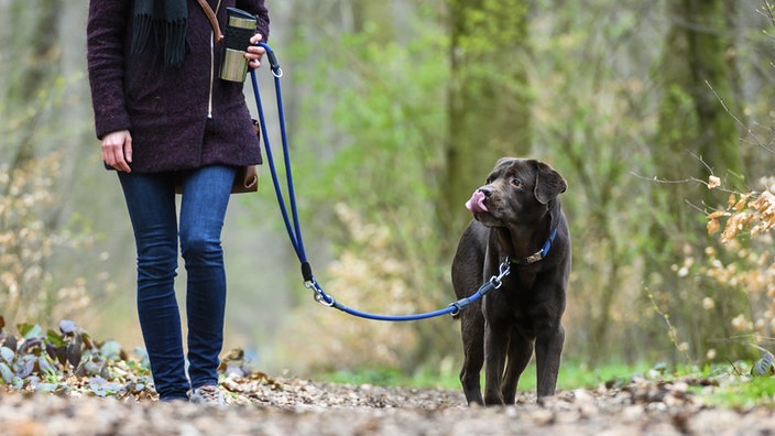 Hund an der Leine auf Waldweg