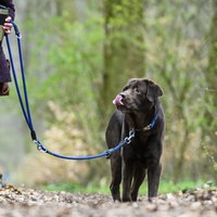 Hund an der Leine auf Waldweg