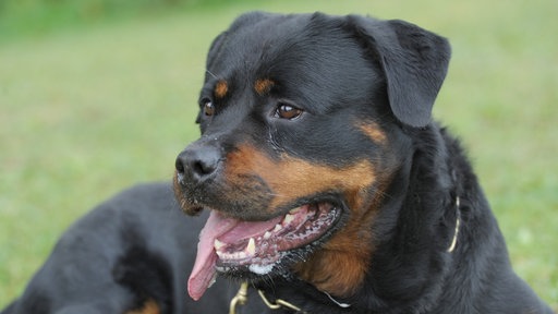 Rottweiler liegt auf einer Wiese