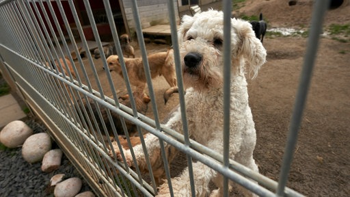 Hunde schauen aus ihrem Gehege im Tierheim