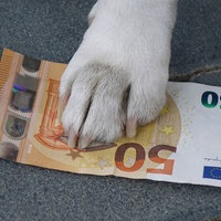 Die Pfote eines Hundes steht auf einem Geldschein