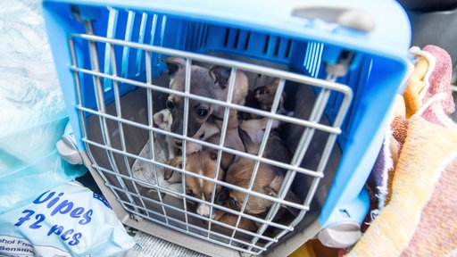 Hundewelpe sitzt in einem Transportbehälter