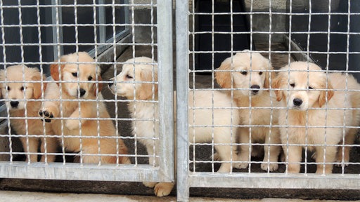 Gechippt und gecheckt: Hundewelpen im Tierheim