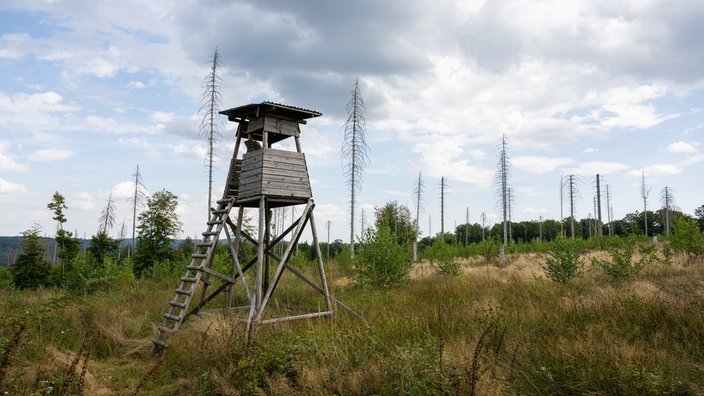 Hochsitz auf einer Lichtung 